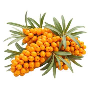 Cătină