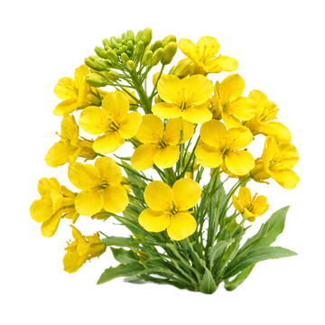 Rapiță
