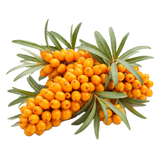 Cătină