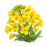 Rapiță